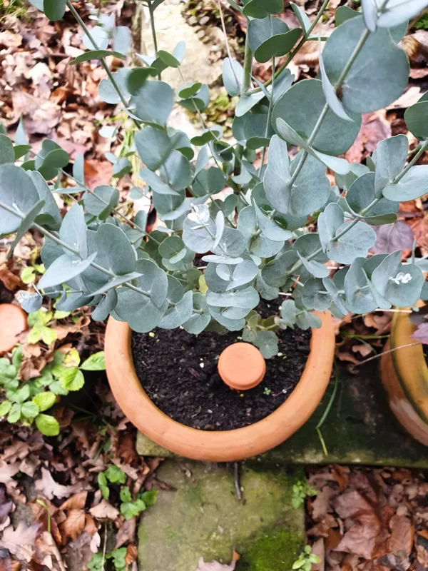 Olla & Eukalyptus