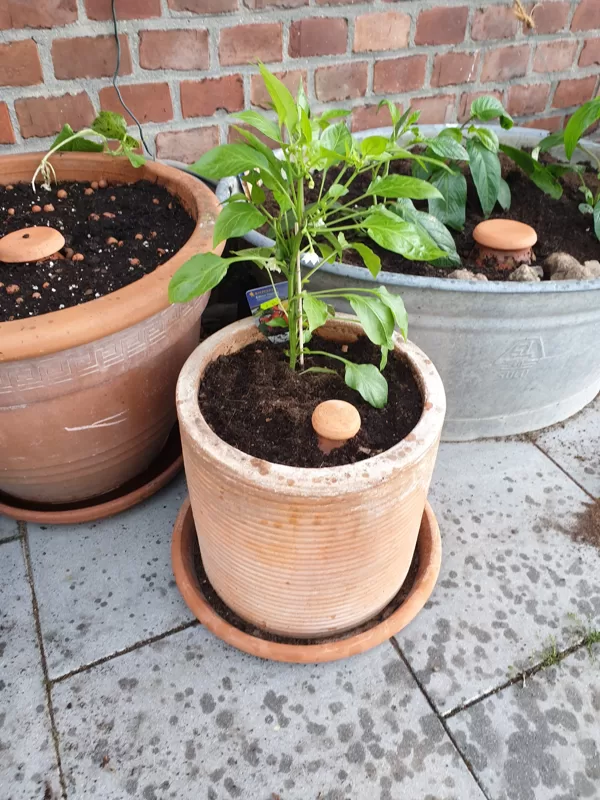 Olla & Paprika