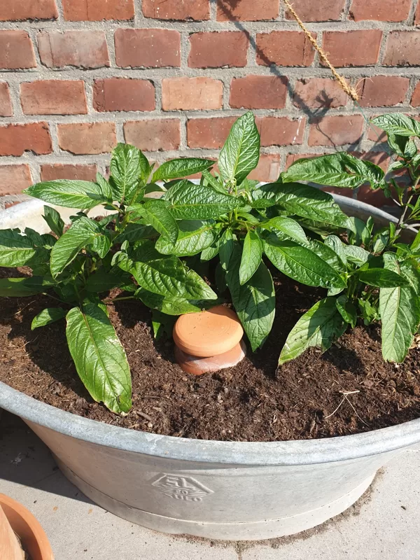Olla & Pepino