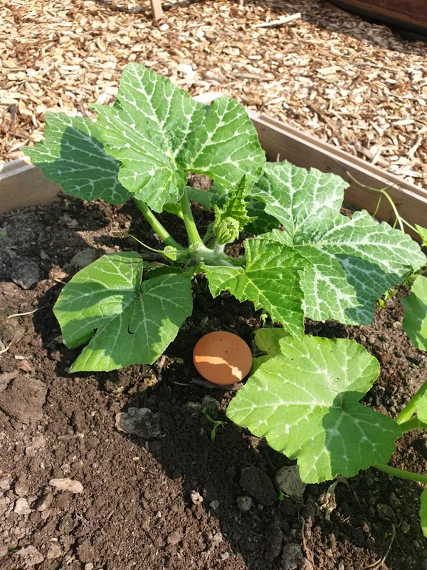 Olla & Zucchinis