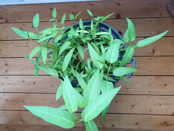 Olla & Wasserspinat