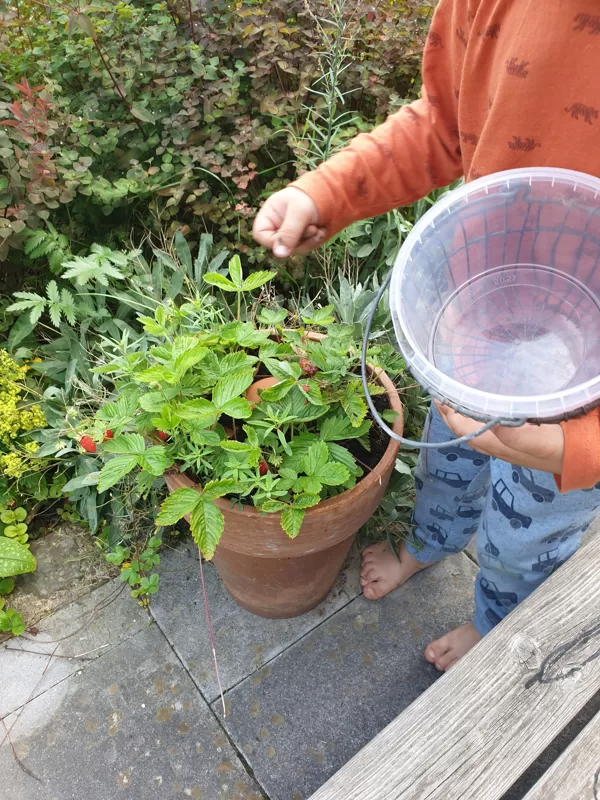 Olla & Erdbeeren