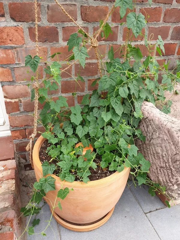 Olla & Mexikanische Minigurke