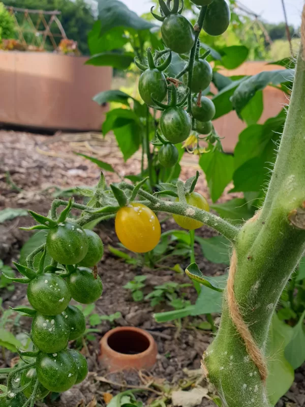 Olla & Tomaten