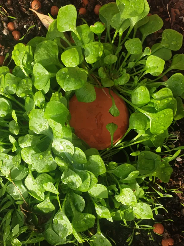 Olla & Portulak